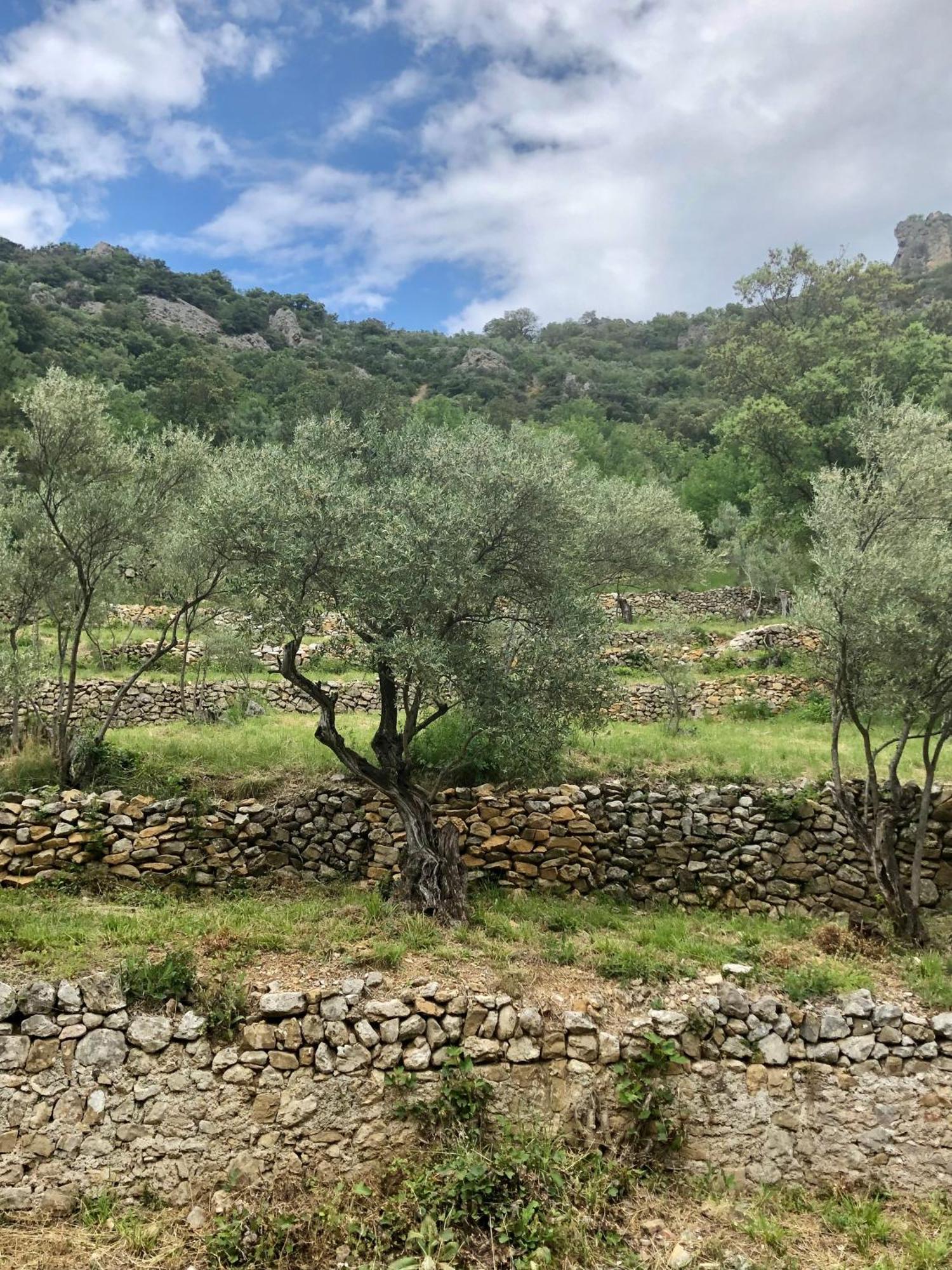 Charmante Maison A Saint Guilhem Le Desert Εξωτερικό φωτογραφία